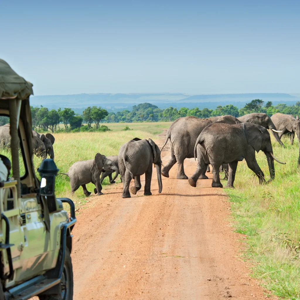 ELephants crossing the road