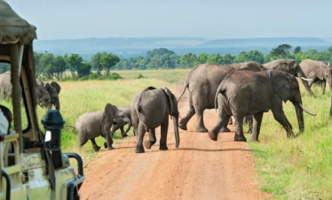 ELephants crossing the road