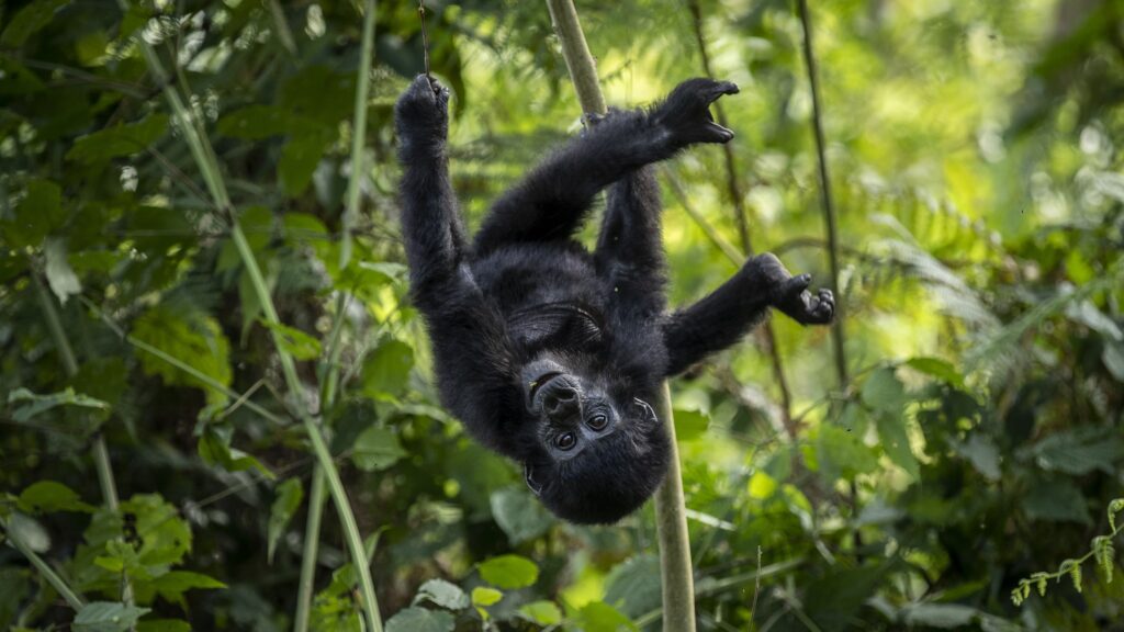 Baby Gorilla hanging upside down