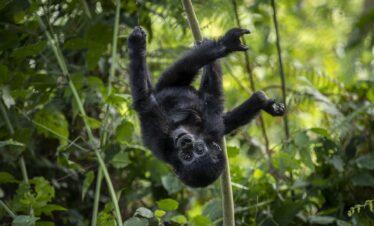 Baby Gorilla hanging upside down