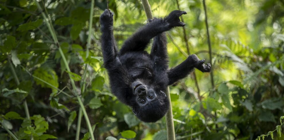 Baby Gorilla hanging upside down