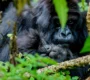 Adult Gorilla with a Baby Gorilla