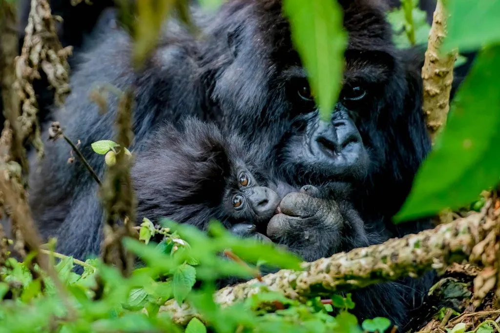 Adult Gorilla with a Baby Gorilla