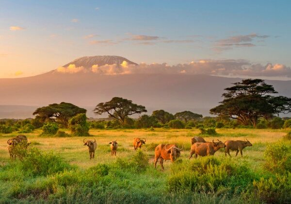 Buffalo with the Kilimanjaro in the Background