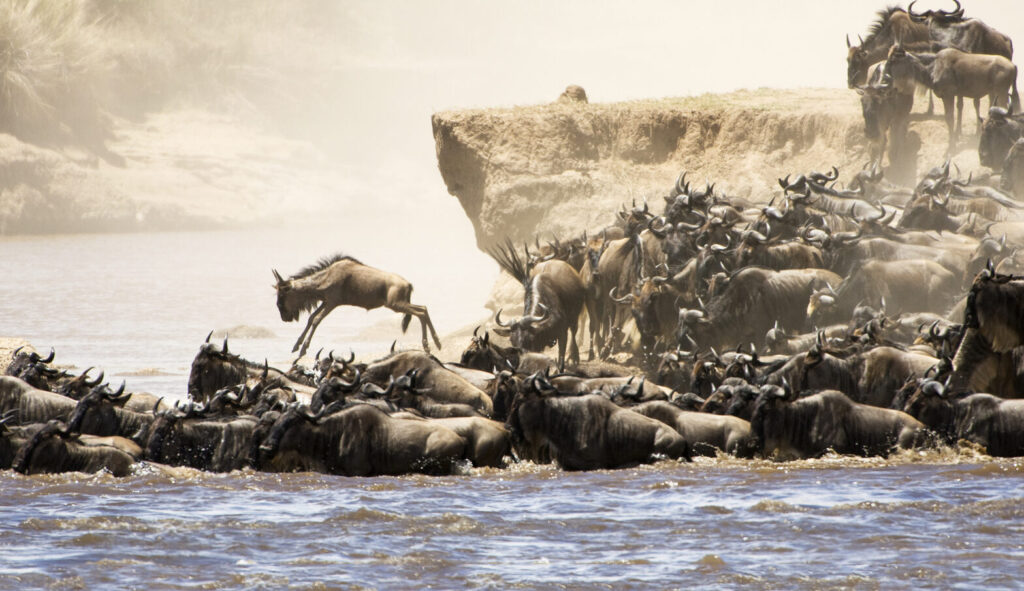 Wildebeest crossing the Mara River