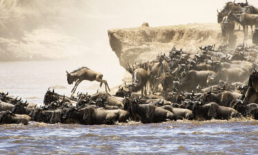 Wildebeest crossing the Mara River