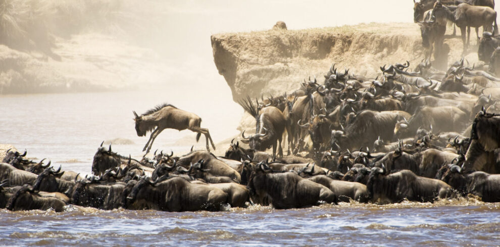 Wildebeest crossing the Mara River