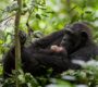 A chimpanzee holding a young one