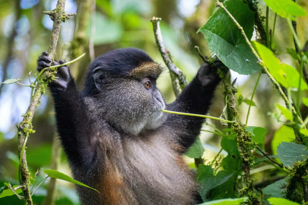 Golden Monkey Feeding