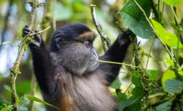 Golden Monkey Feeding