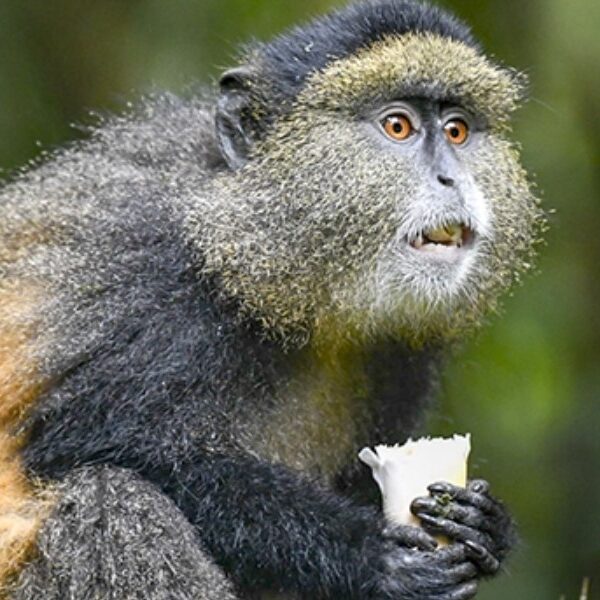 Golden Monkey eating Bamboo