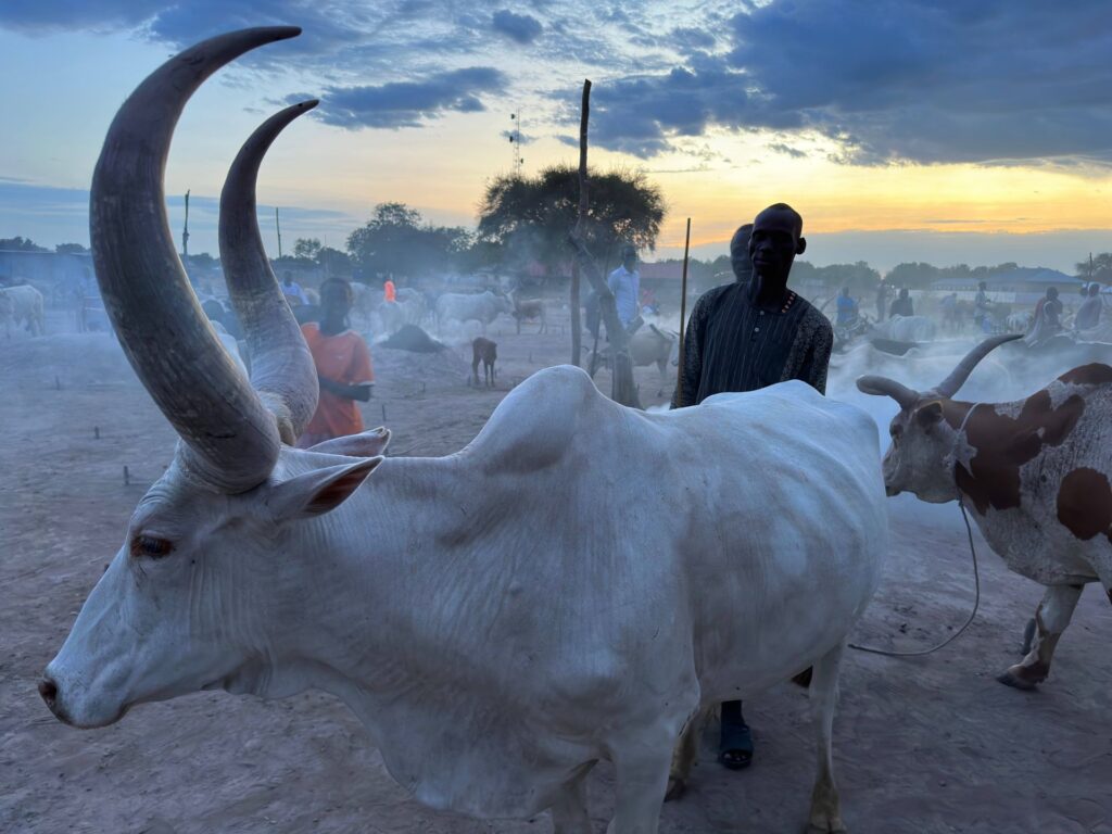 South Sudanese Tribe with Cattle