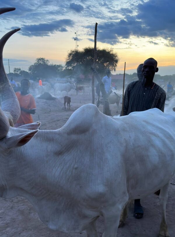 South Sudanese Tribe with Cattle