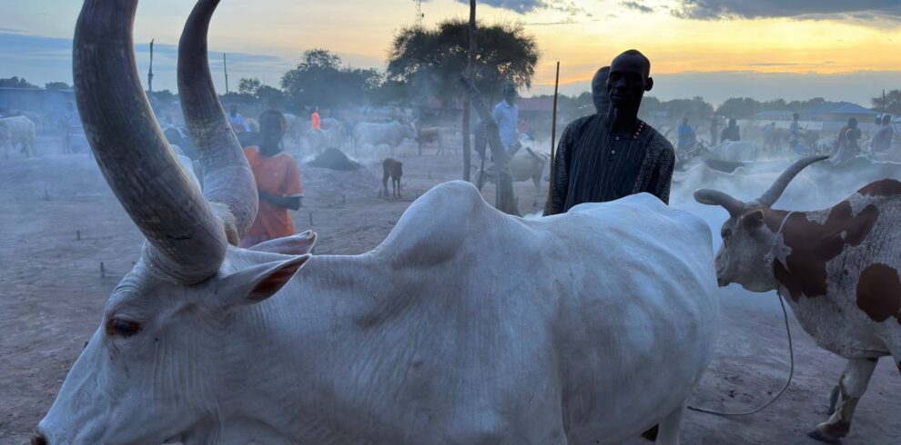 South Sudanese Tribe with Cattle