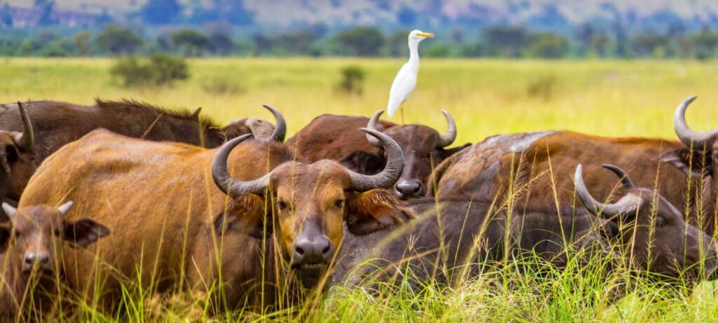 Buffalo in Queen ELizabeth National Park