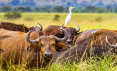 Buffalo in Queen ELizabeth National Park