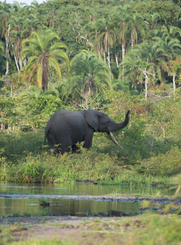 Elephant at the banks of the Congo River