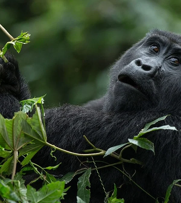 Gorilla in the Dense Forest