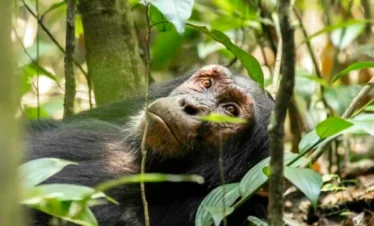 Chimpanzee in the Forest