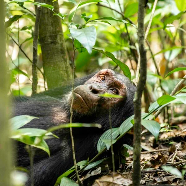 Chimpanzee in the Forest