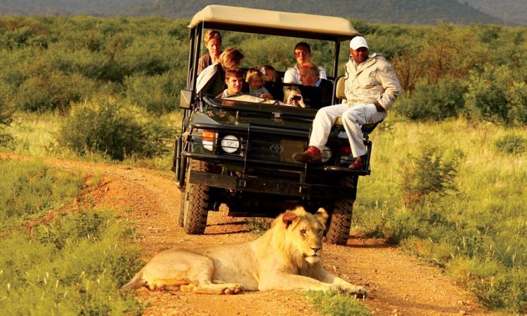 Lion in a Path way with a Safari Vehicle in the Background with Tourists