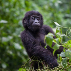 Baby Gorilla in the Rain Forest