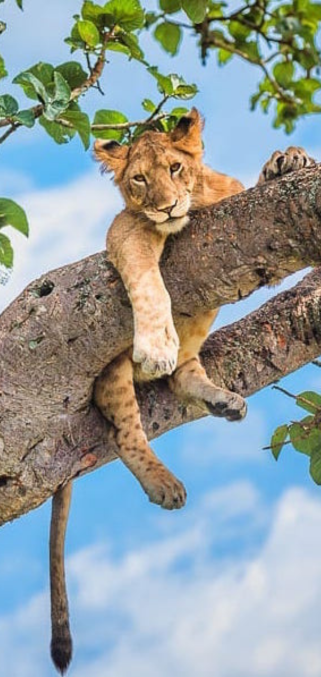 Lion cub in a Tree