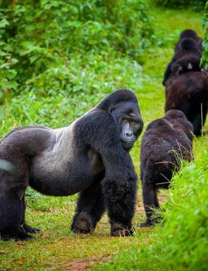 A group of Gorillas along a Trekking Trail