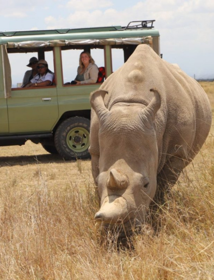 Rhino with a Tourist Vehicle in the Background