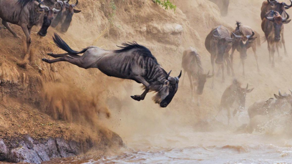 Wildebeest Diving into the Mara River