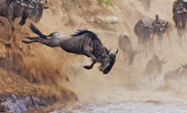 Wildebeest Diving into the Mara River
