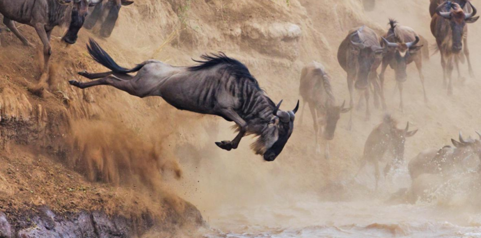 Wildebeest Diving into the Mara River