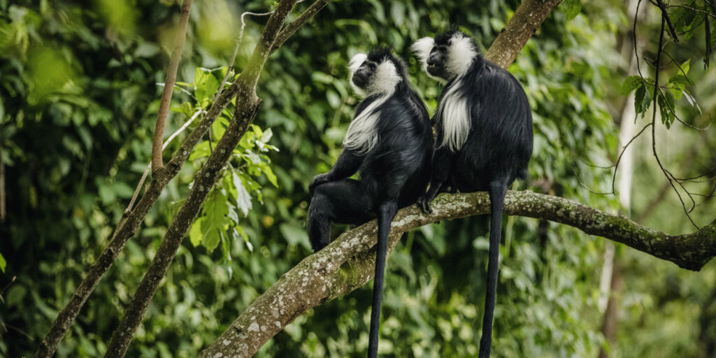 2 colobus monkeys