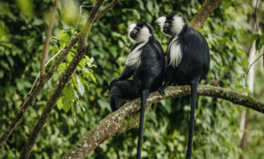2 colobus monkeys