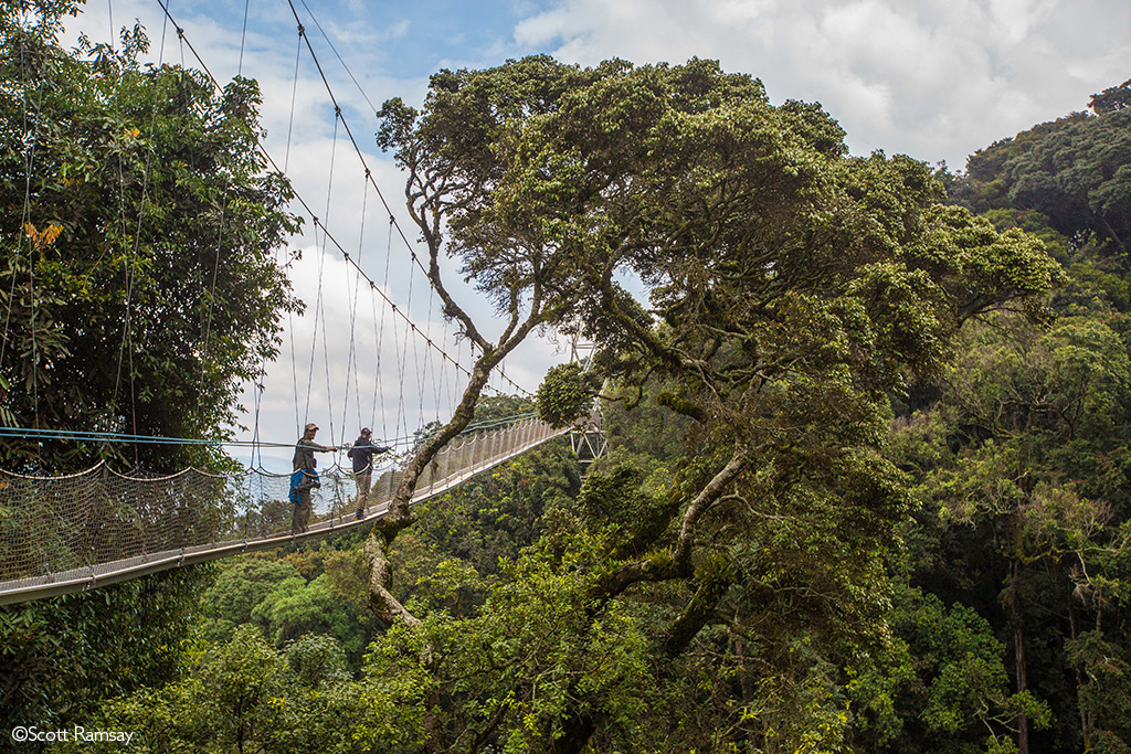 Nyungwe-Forest-Canopy-Walkway-Rwanda