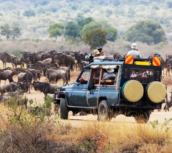 A safari Vehicle among Wildebeest