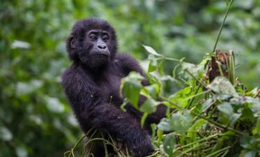 Baby Mountain Gorilla in Bwindi Impenetrable National Park