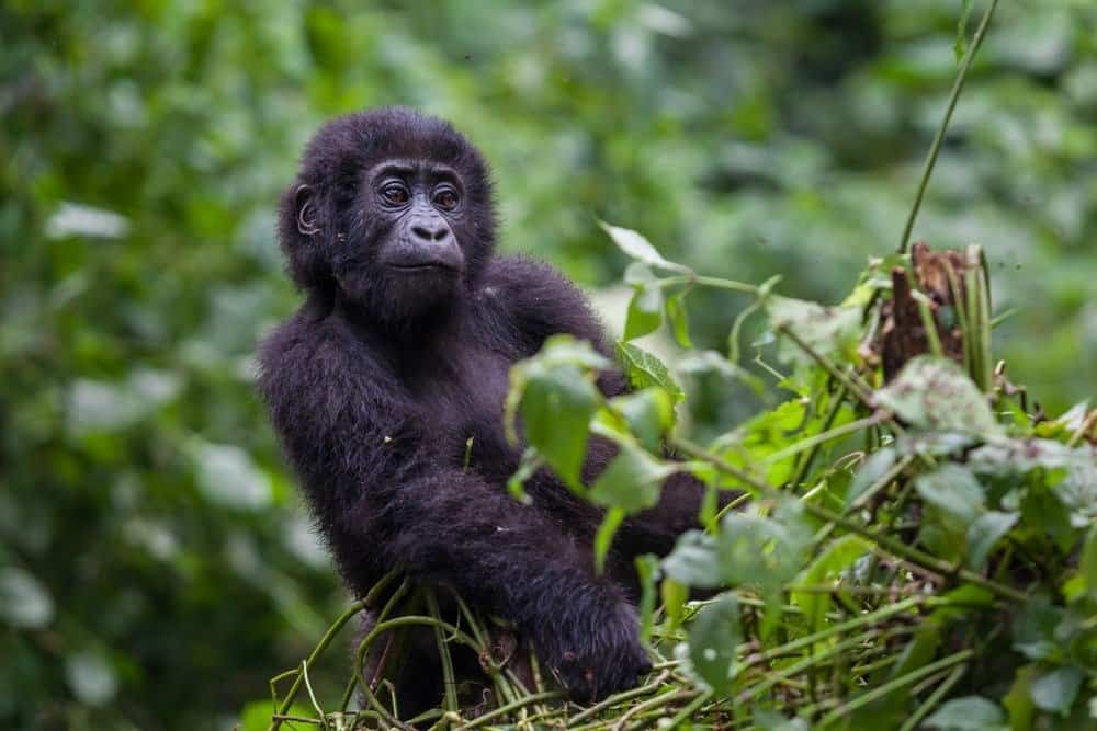 Baby Mountain Gorilla in Bwindi Impenetrable National Park