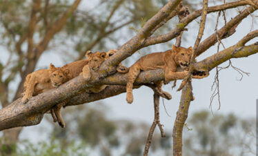 Tree Climbing Lions in Ishasha