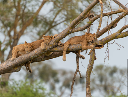 Tree Climbing Lions in Ishasha