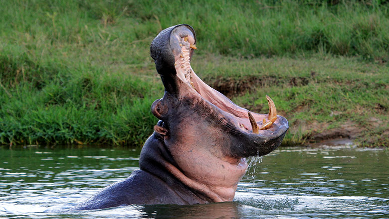 Hippo